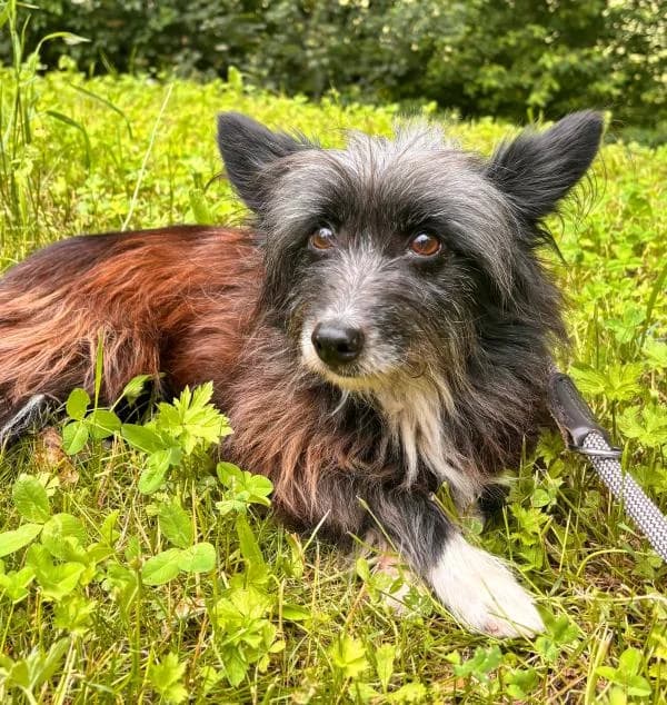 Bijou, female senior mixed breed for adoption at Tierheim Wannigsmuhle, Wannigsmühle