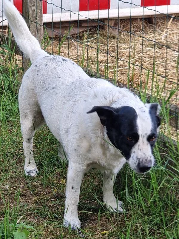 Bailey, female senior mixed breed for adoption at Tierheim Wannigsmuhle, Wannigsmühle
