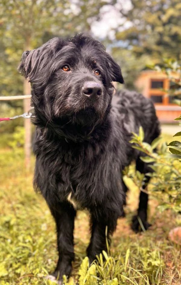 Mogli, young Mixed Breed for adoption at Tierheim Wannigsmuhle, Wannigsmühle