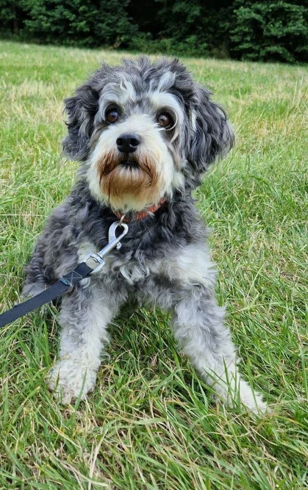 M�rfi, 4yo mixed breed for adoption at Tierheim Wannigsmuhle, Wannigsmühle