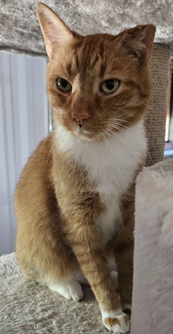 Flocki, 3yo European Shorthair for adoption at Tierheim Wannigsmuhle, Wannigsmühle