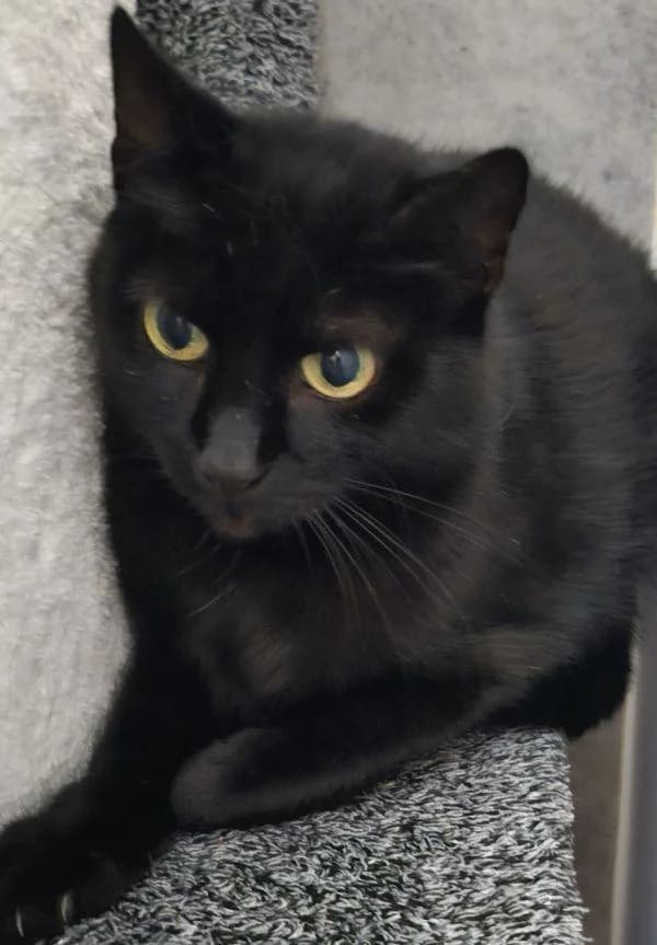 Cleo, female 4yo European Shorthair for adoption at Tierheim Wannigsmuhle, Wannigsmühle