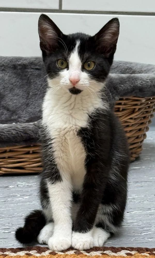 Valerie, female young European Shorthair for adoption at Tierheim Wannigsmuhle, Wannigsmühle