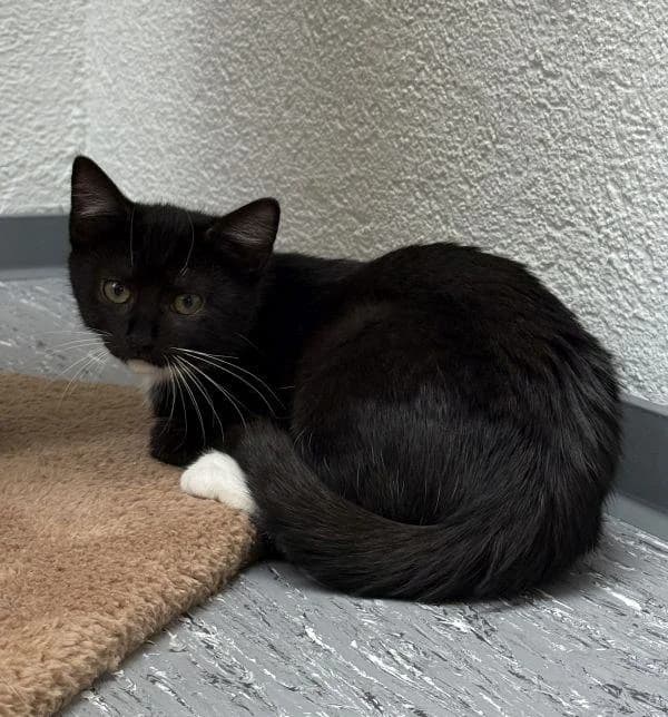 Cassie, female young European Shorthair for adoption at Tierheim Wannigsmuhle, Wannigsmühle