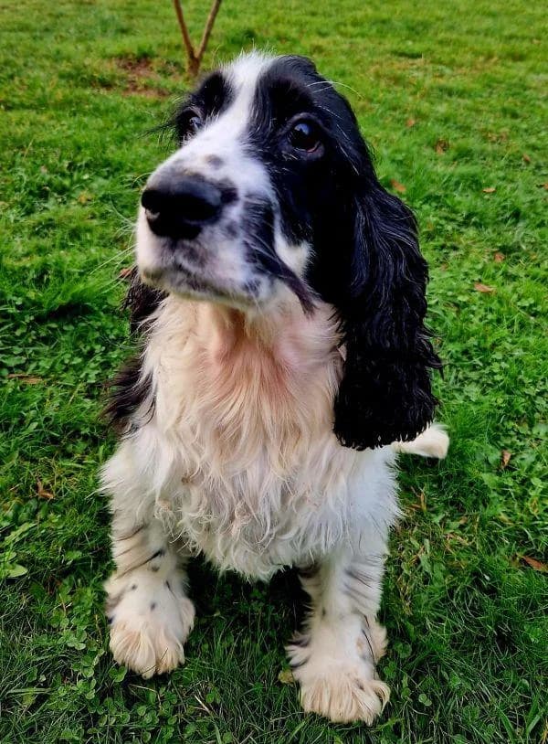 River & Riley HAUS zu HAUS Vermittlung, senior Cocker Spaniel for adoption at Tierheim Wannigsmuhle, Wannigsmühle
