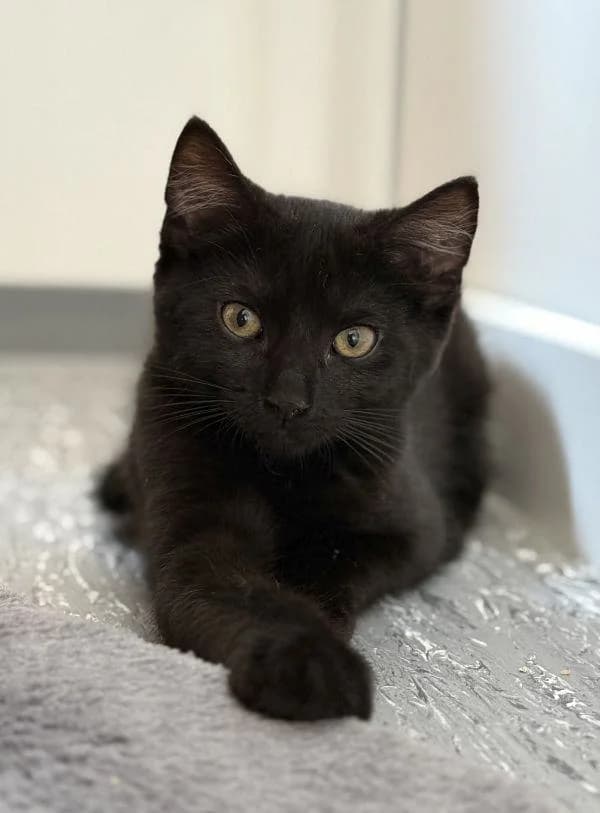 Kira, female young European Shorthair for adoption at Tierheim Wannigsmuhle, Wannigsmühle