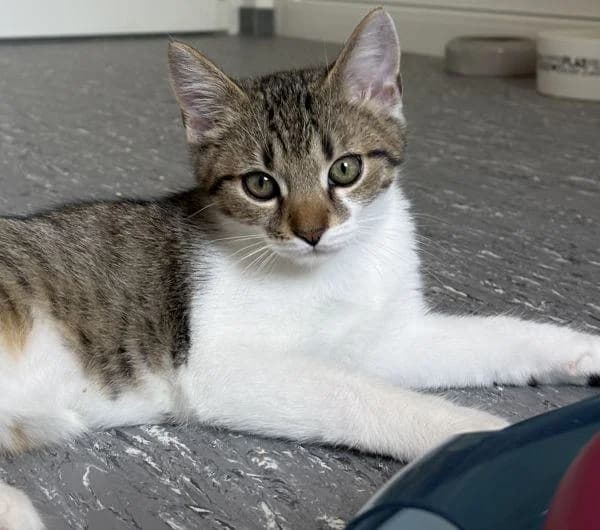 Simon, young European Shorthair for adoption at Tierheim Wannigsmuhle, Wannigsmühle