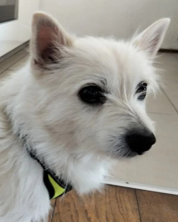 Lisa HAUS zu HAUS Vermittlung, female 7yo mixed breed for adoption at Tierheim Wannigsmuhle, Wannigsmühle