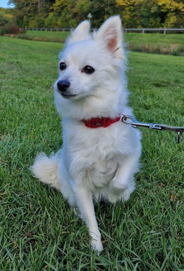 Lady, female 3yo Pomeranian for adoption at Tierheim Wannigsmuhle, Wannigsmühle