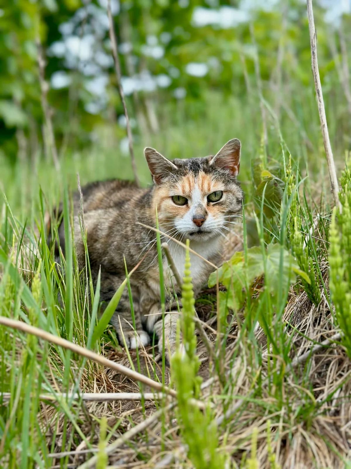 Brienne, Mixed Breed for adoption at Tierheim Weidefeld, Kappeln