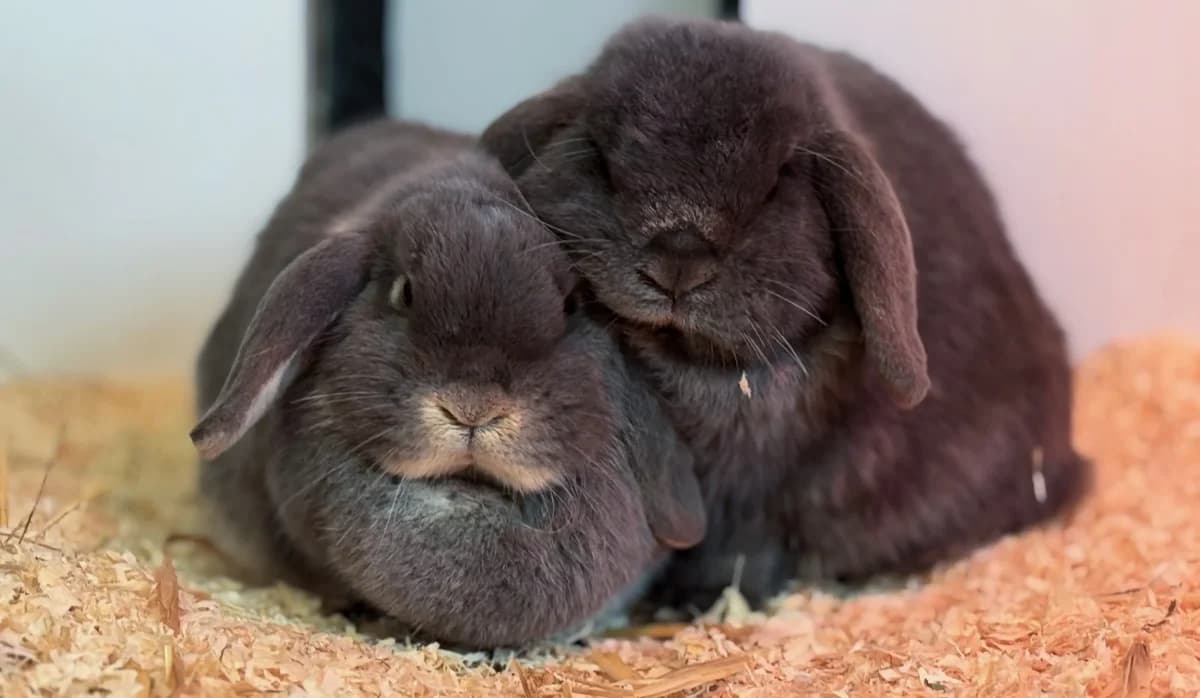 Hazel & Blue, senior Mixed Breed for adoption at Tierheim Weidefeld, Kappeln