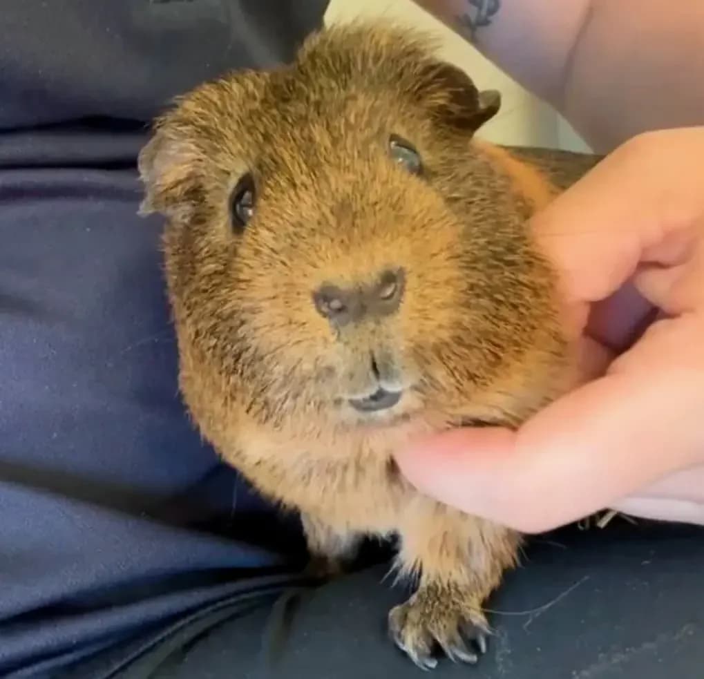 Meerschweinchen, senior Mixed Breed for adoption at Tierheim Weidefeld, Kappeln