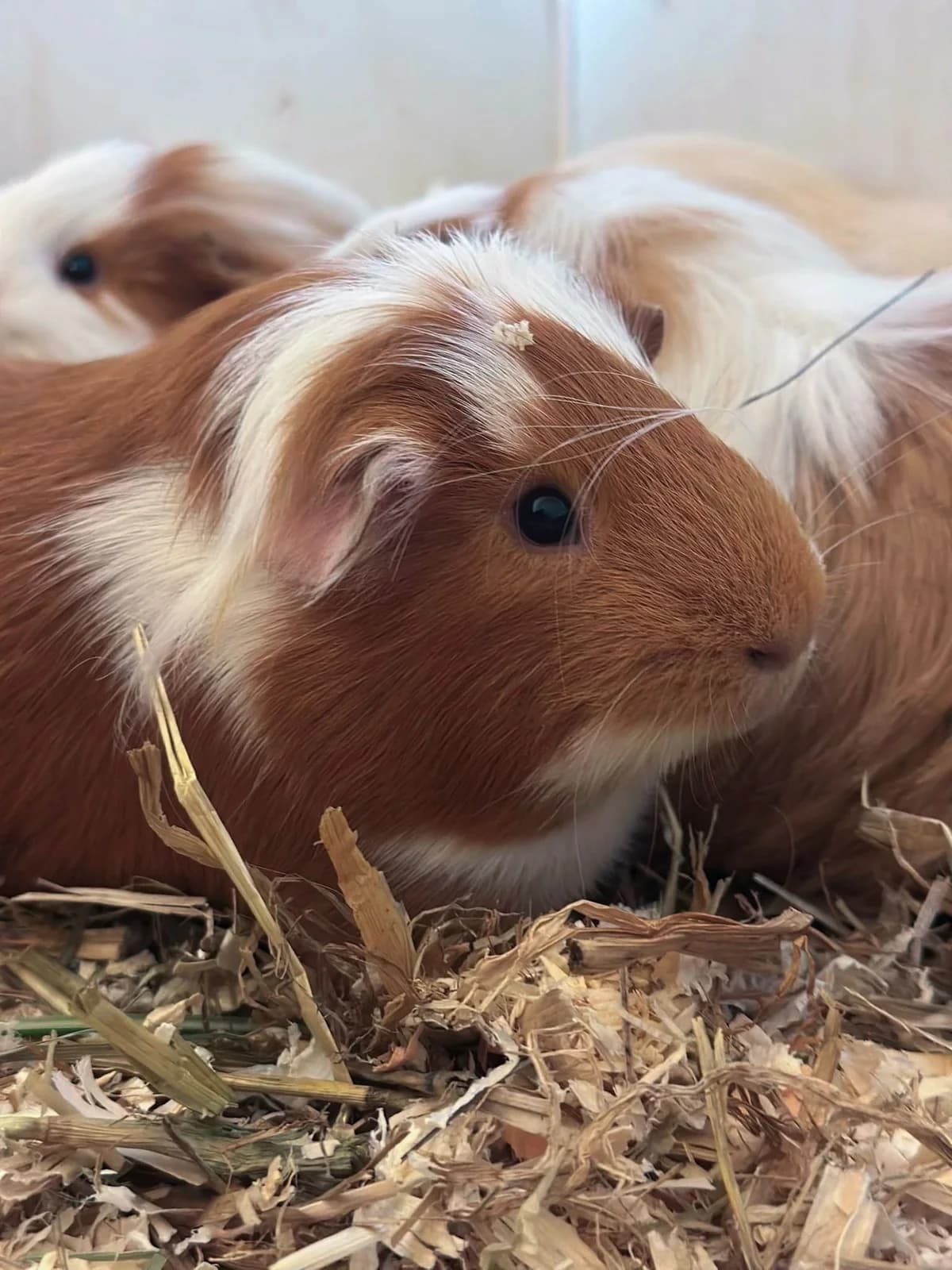 Meerschweinchen, Mixed Breed for adoption at Tierheim Weidefeld, Kappeln
