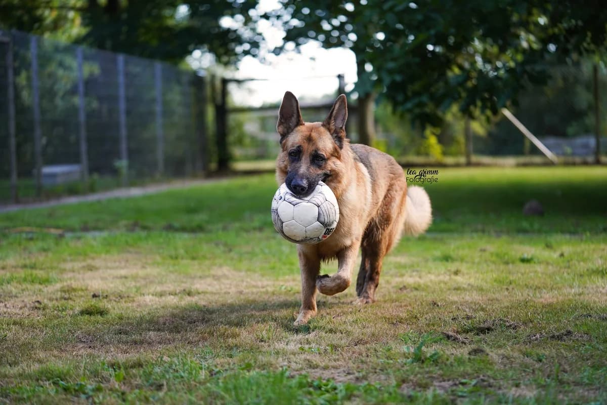 Scooby, Mixed Breed for adoption at Tierheim Weidefeld, Kappeln