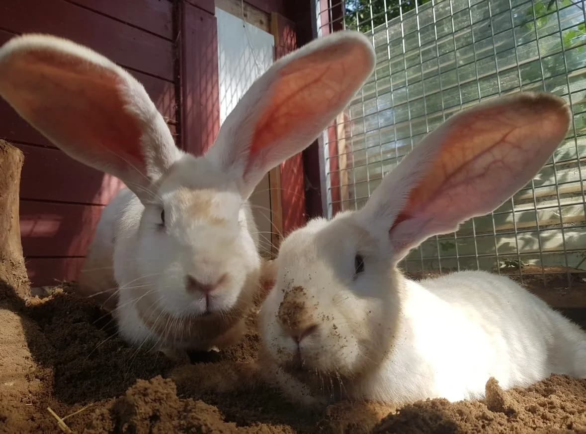 Tanja & Marion, senior Mixed Breed for adoption at Tierheim Weidefeld, Kappeln