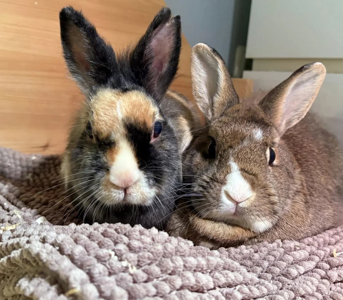 Twix & Capri, senior Mixed Breed for adoption at Tierheim Weidefeld, Kappeln