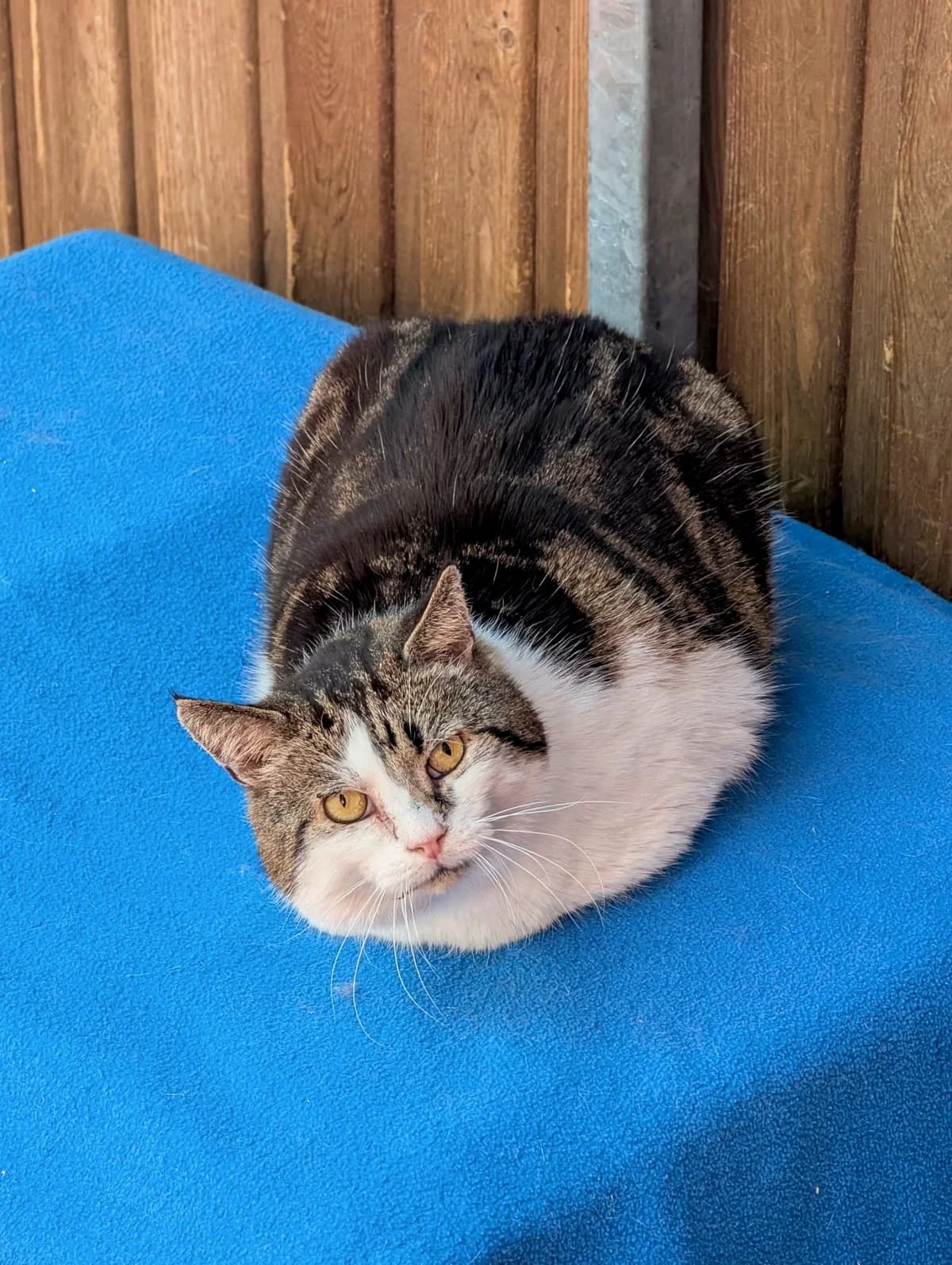Ulf, Mixed Breed for adoption at Tierheim Weidefeld, Kappeln