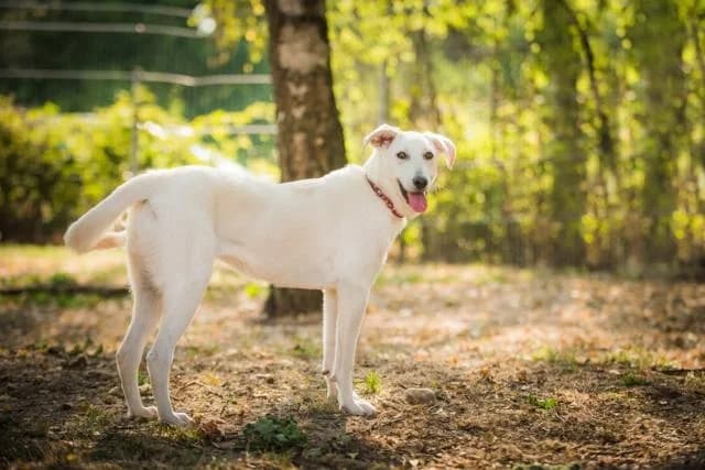 Pati, female senior Mixed Breed for adoption at Tierheim Weiden