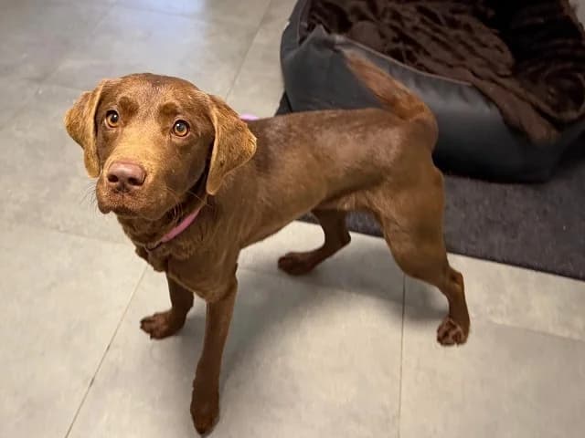 Roxy, female young Labrador Retriever for adoption at Tierheim Weiden
