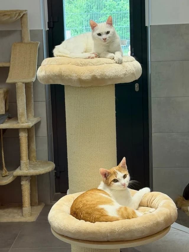 Pearl, female young European Shorthair for adoption at Tierheim Weiden