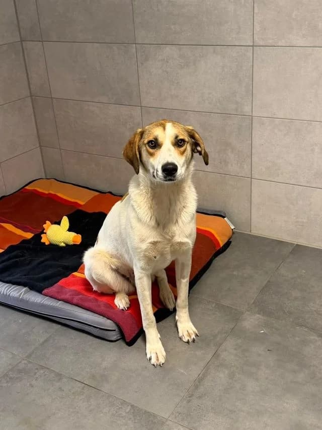 Pai, female young Mixed Breed for adoption at Tierheim Weiden
