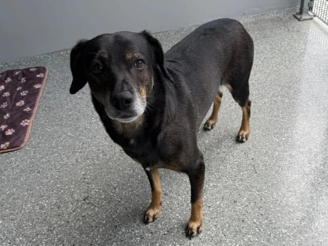 Dark, male 7yo Mixed Breed for adoption at Tierheim Weiden