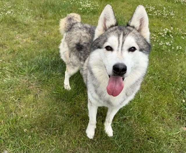 Aris, male 3yo Husky for adoption at Tierheim Weiden