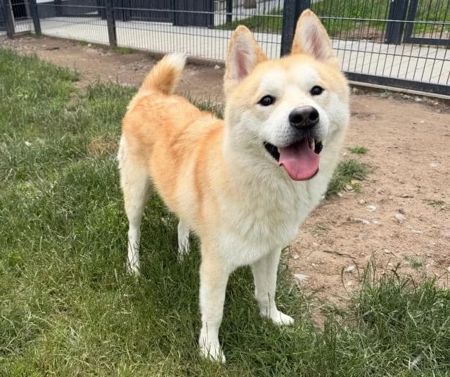Wambo, male young Husky for adoption at Tierheim Weiden