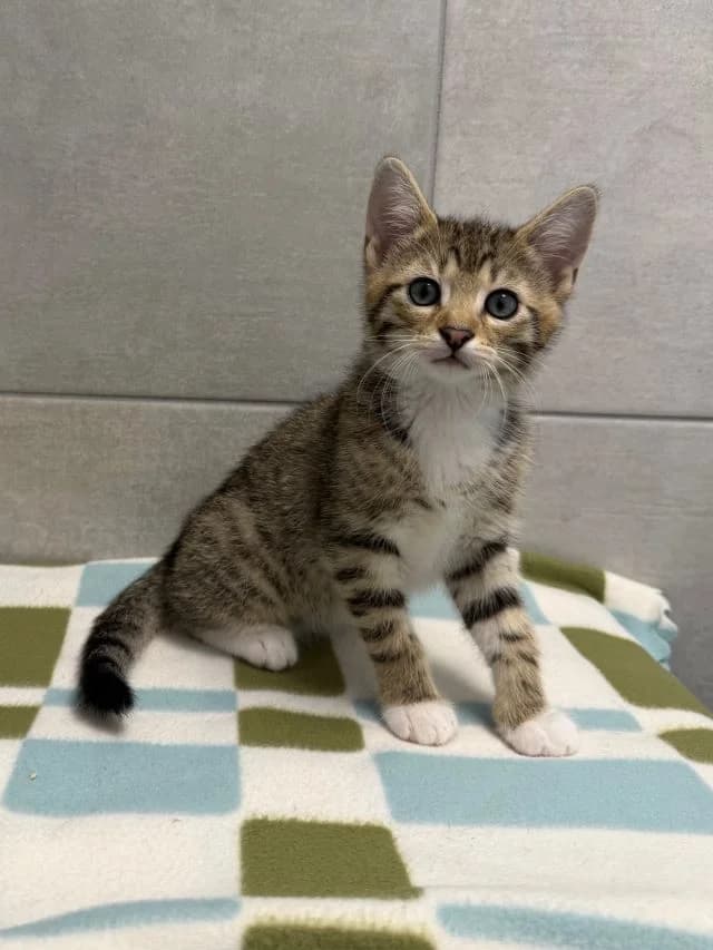 Mozart, male puppy European Shorthair for adoption at Tierheim Weiden