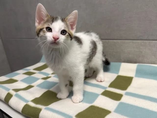 Beethoven, male puppy European Shorthair for adoption at Tierheim Weiden