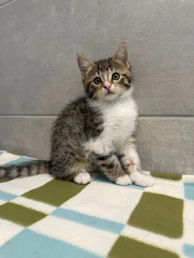 Roberta, female puppy European Shorthair for adoption at Tierheim Weiden