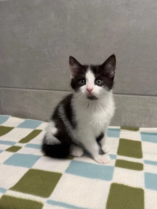 Romy, female puppy European Shorthair for adoption at Tierheim Weiden