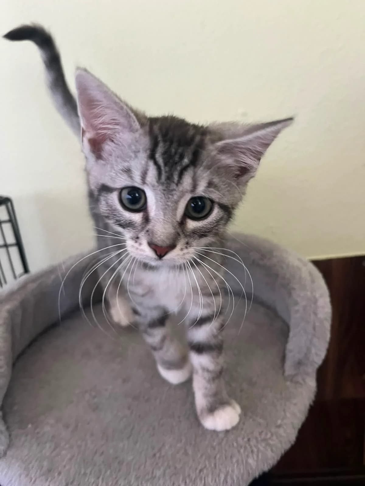 Kiara PFS, female puppy European Shorthair for adoption at Tierheim Weiden
