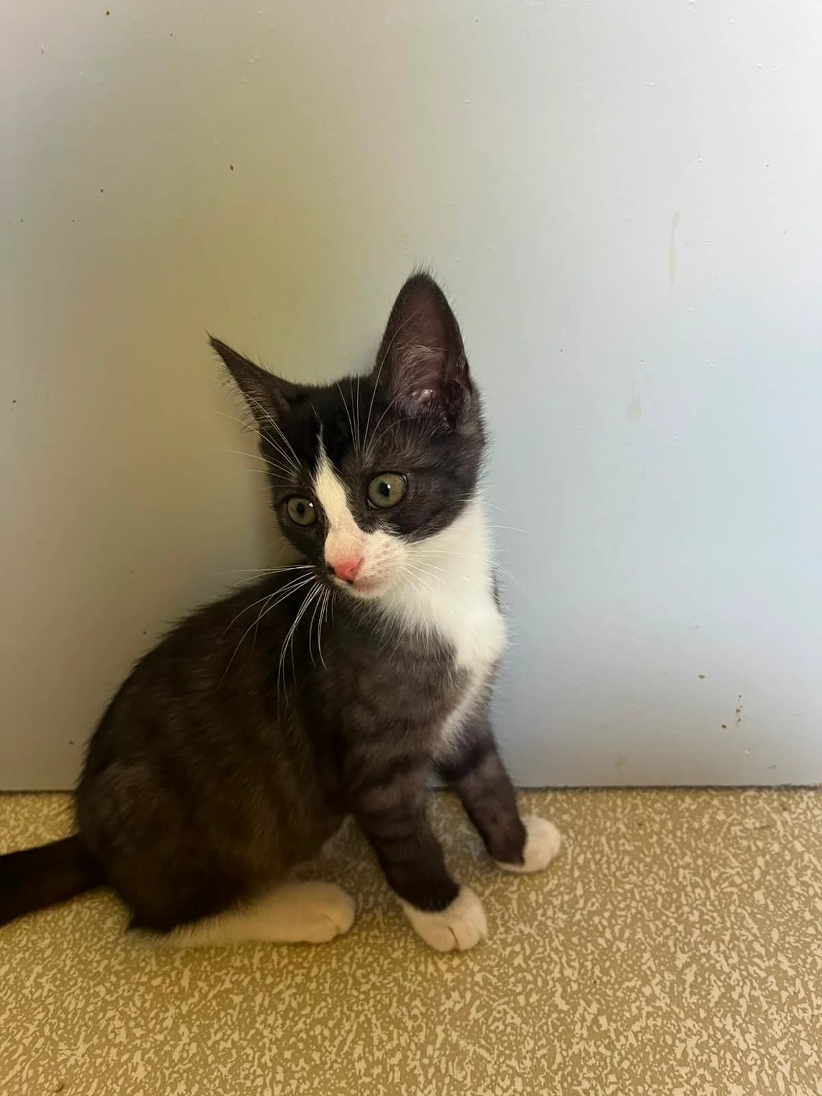 Kessy PFS, female puppy European Shorthair for adoption at Tierheim Weiden