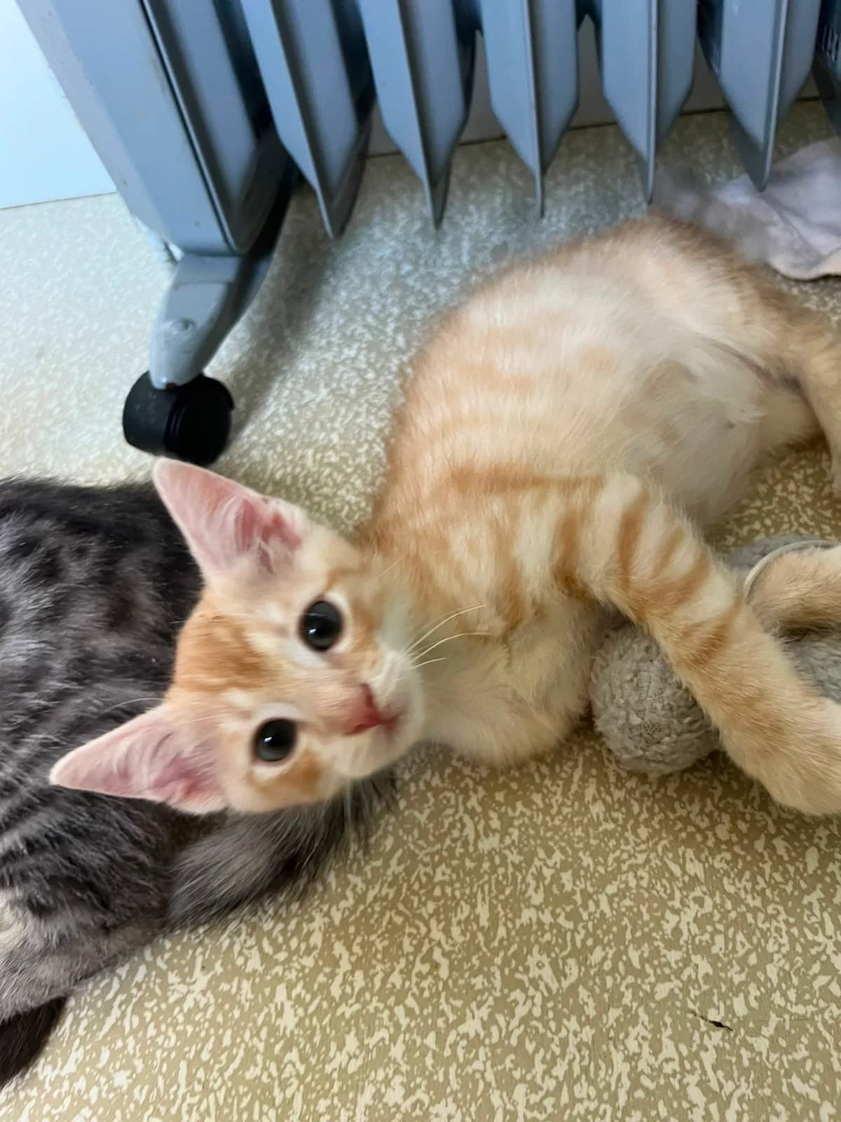 Kasimir PFS, male puppy European Shorthair for adoption at Tierheim Weiden