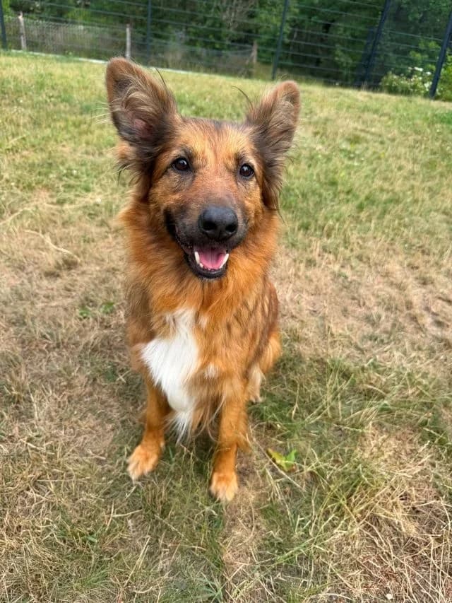 Luna, female 5yo Harzer Fuchs for adoption at Tierheim Weiden