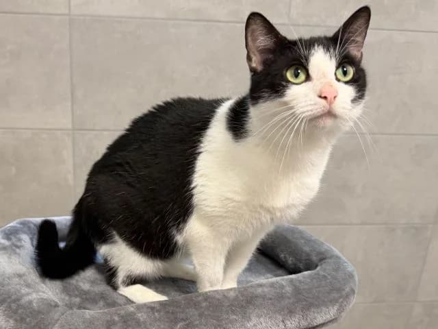 Smoky, female 3yo European Shorthair for adoption at Tierheim Weiden