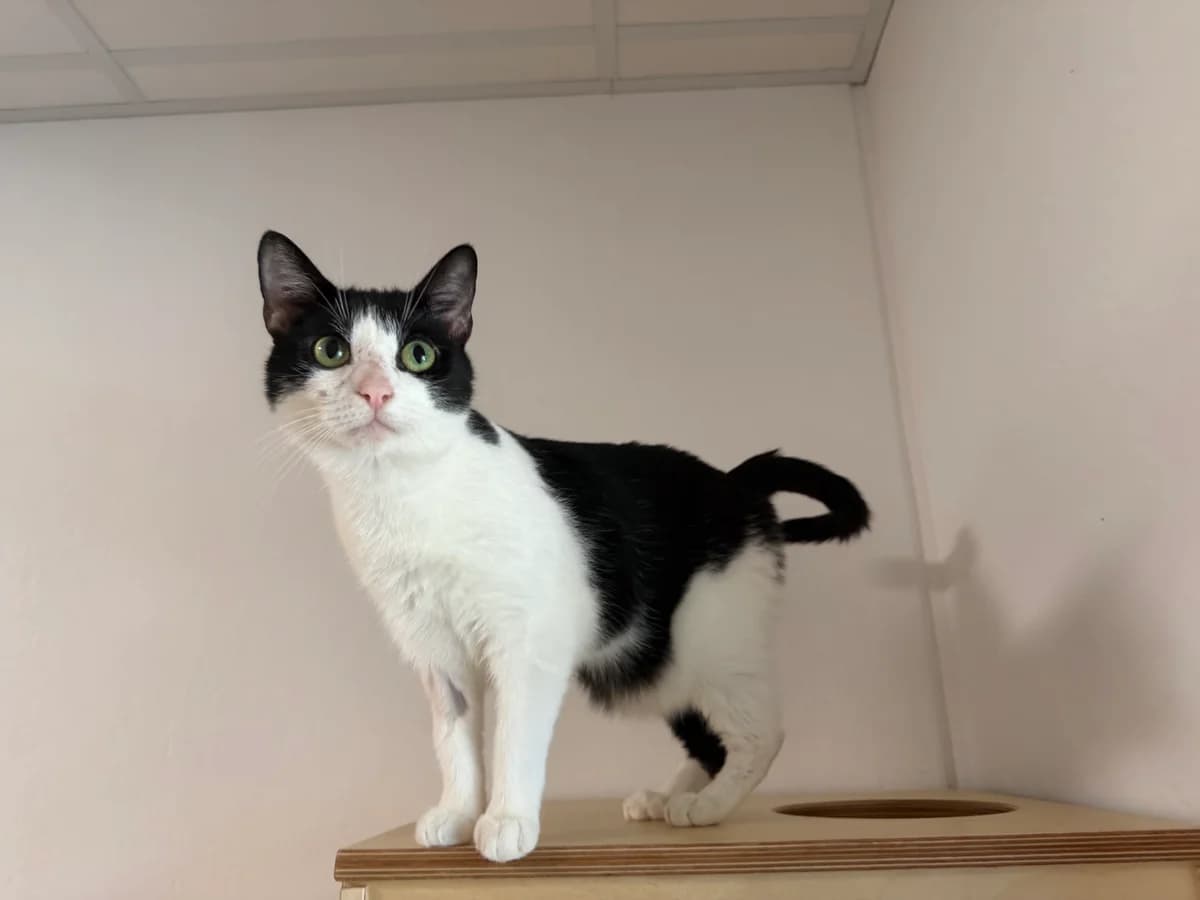 Smoky, female 3yo European Shorthair for adoption at Tierheim Weiden