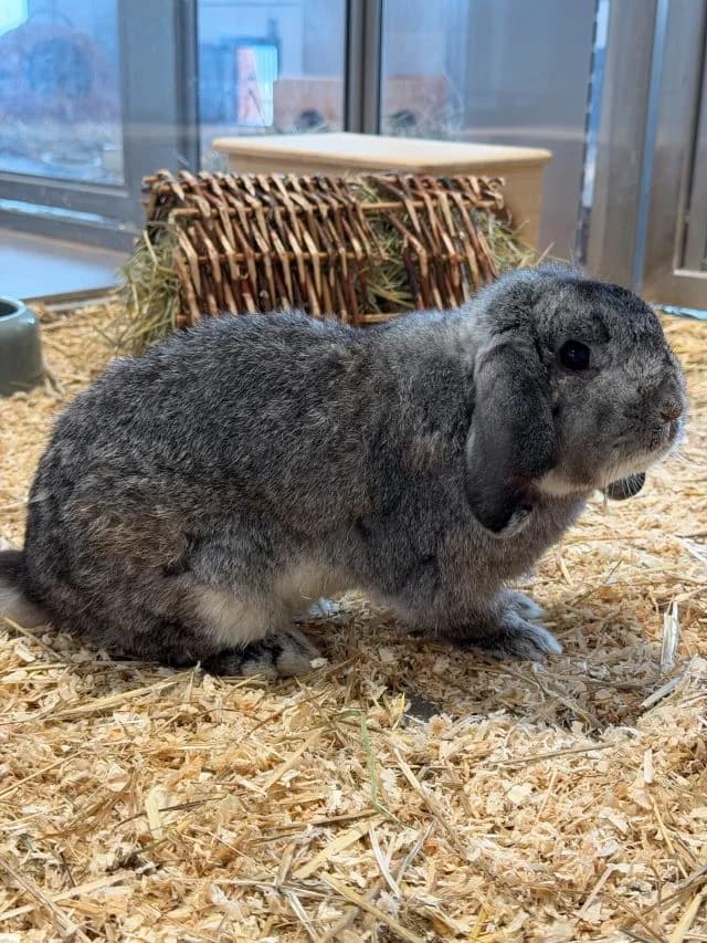 Bobby, male 3yo mixed breed for adoption at Tierheim Weiden