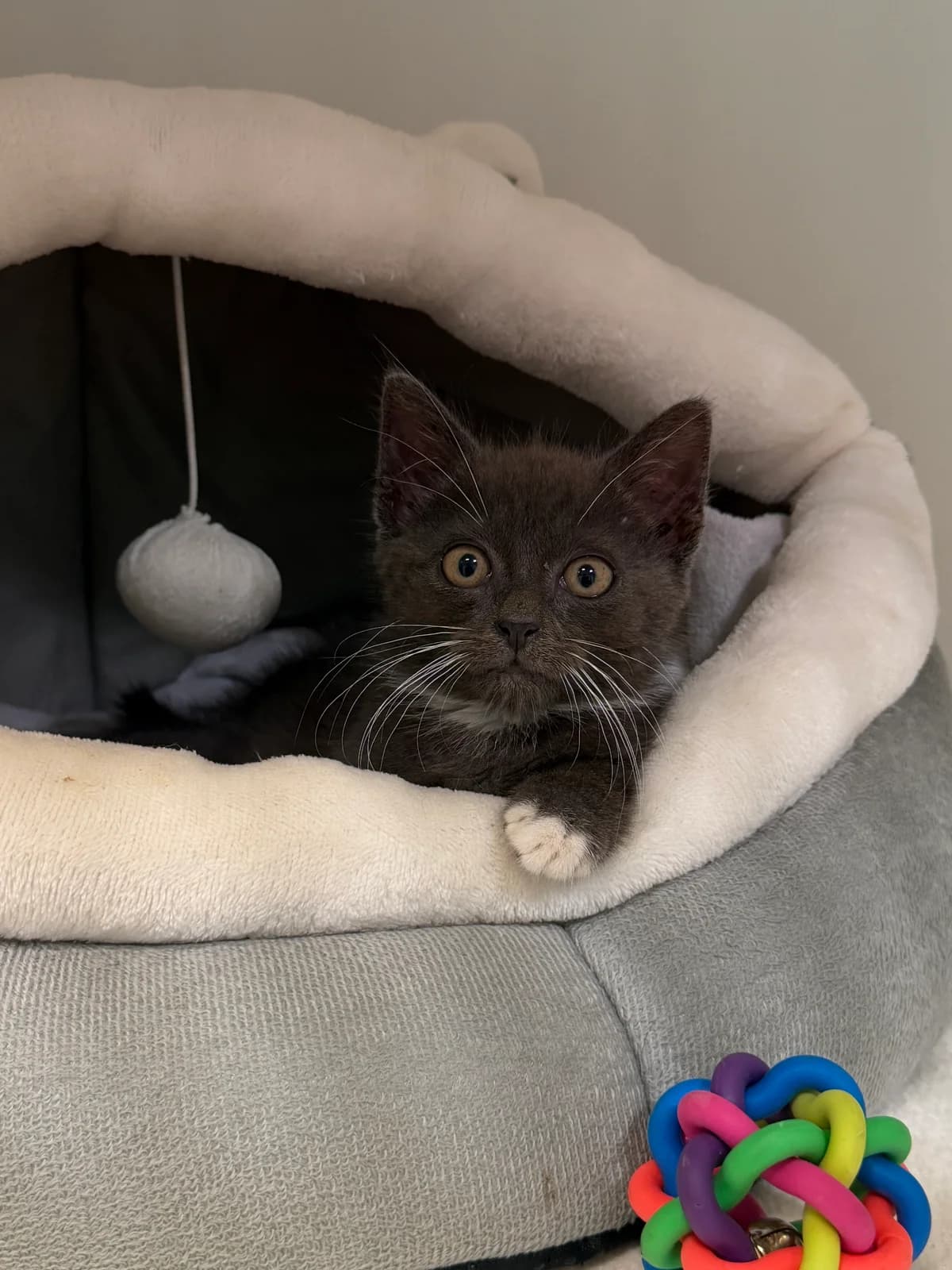 Chico, male puppy European Shorthair for adoption at Tierheim Weiden
