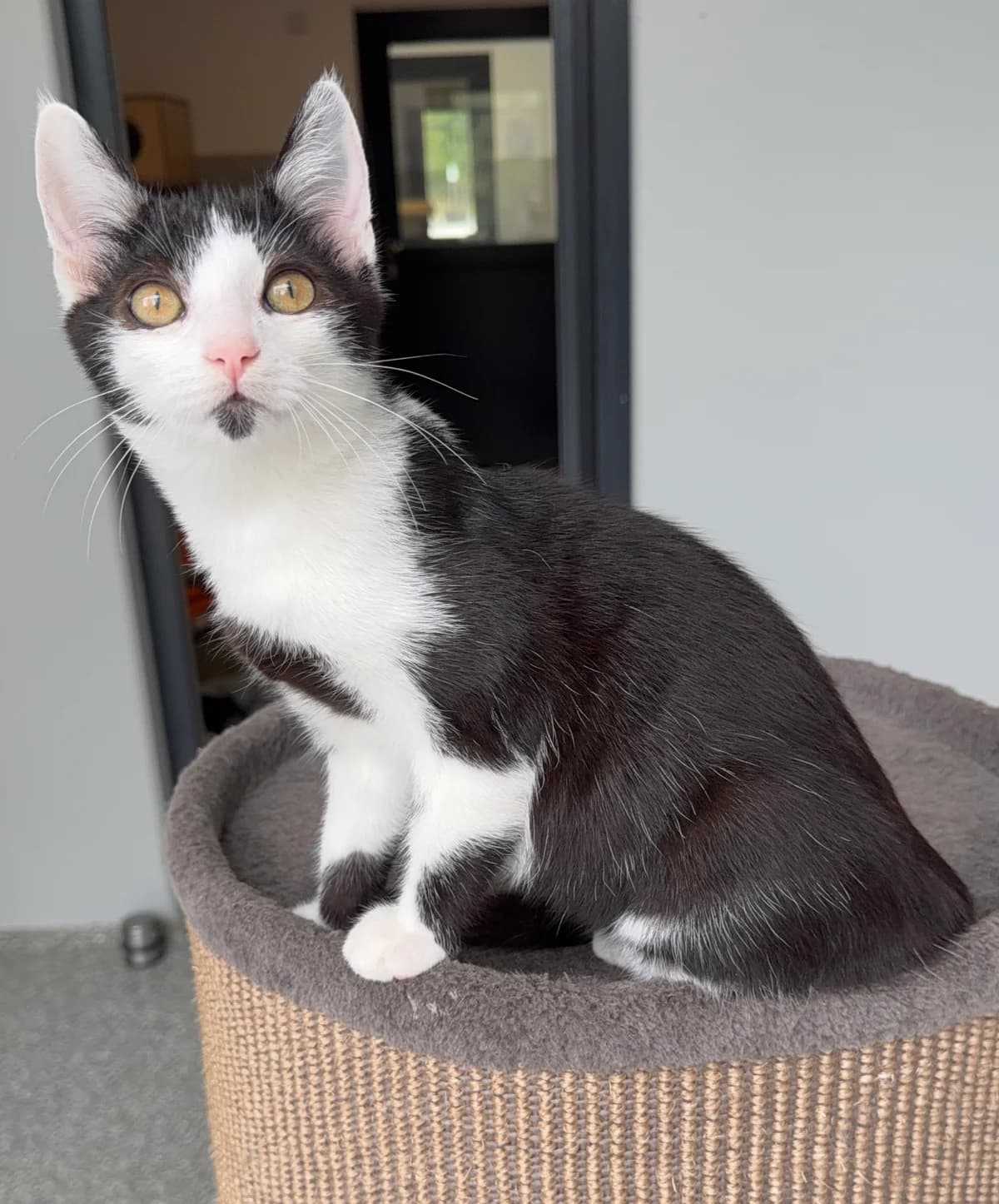 Flopsi, male puppy European Shorthair for adoption at Tierheim Weiden