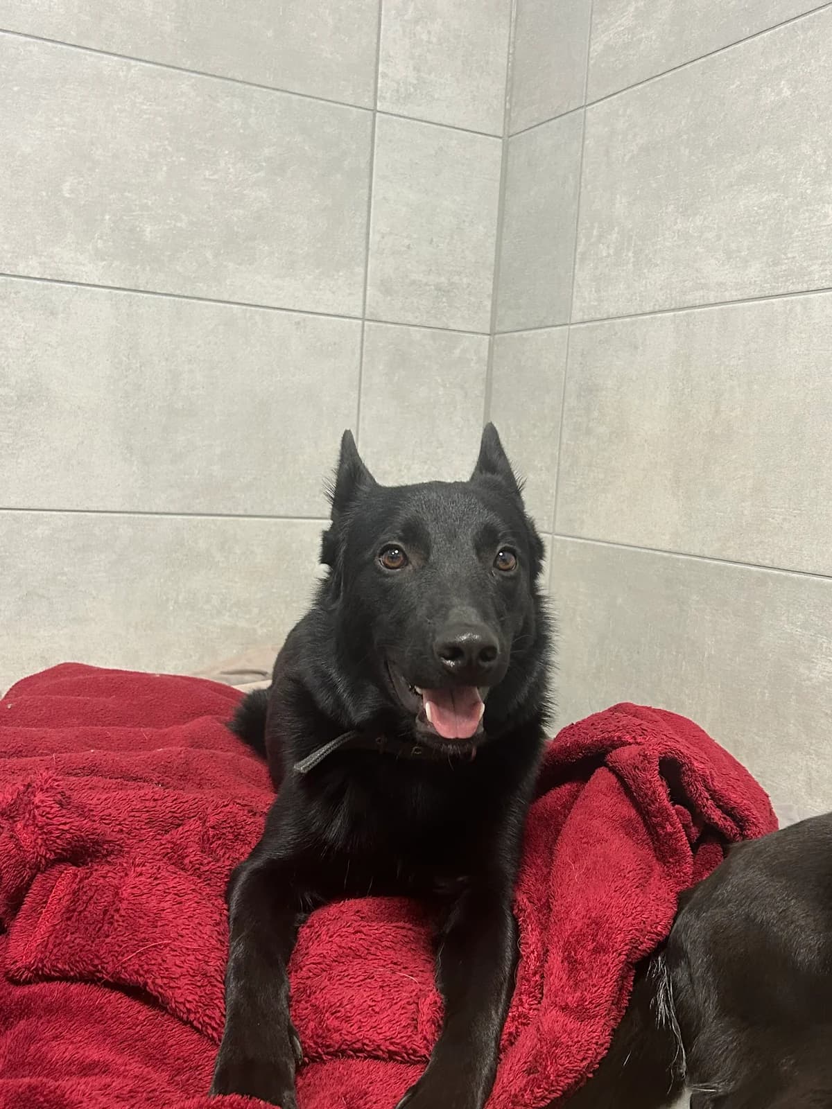 Askan, male puppy Belgian Malinois for adoption at Tierheim Weiden