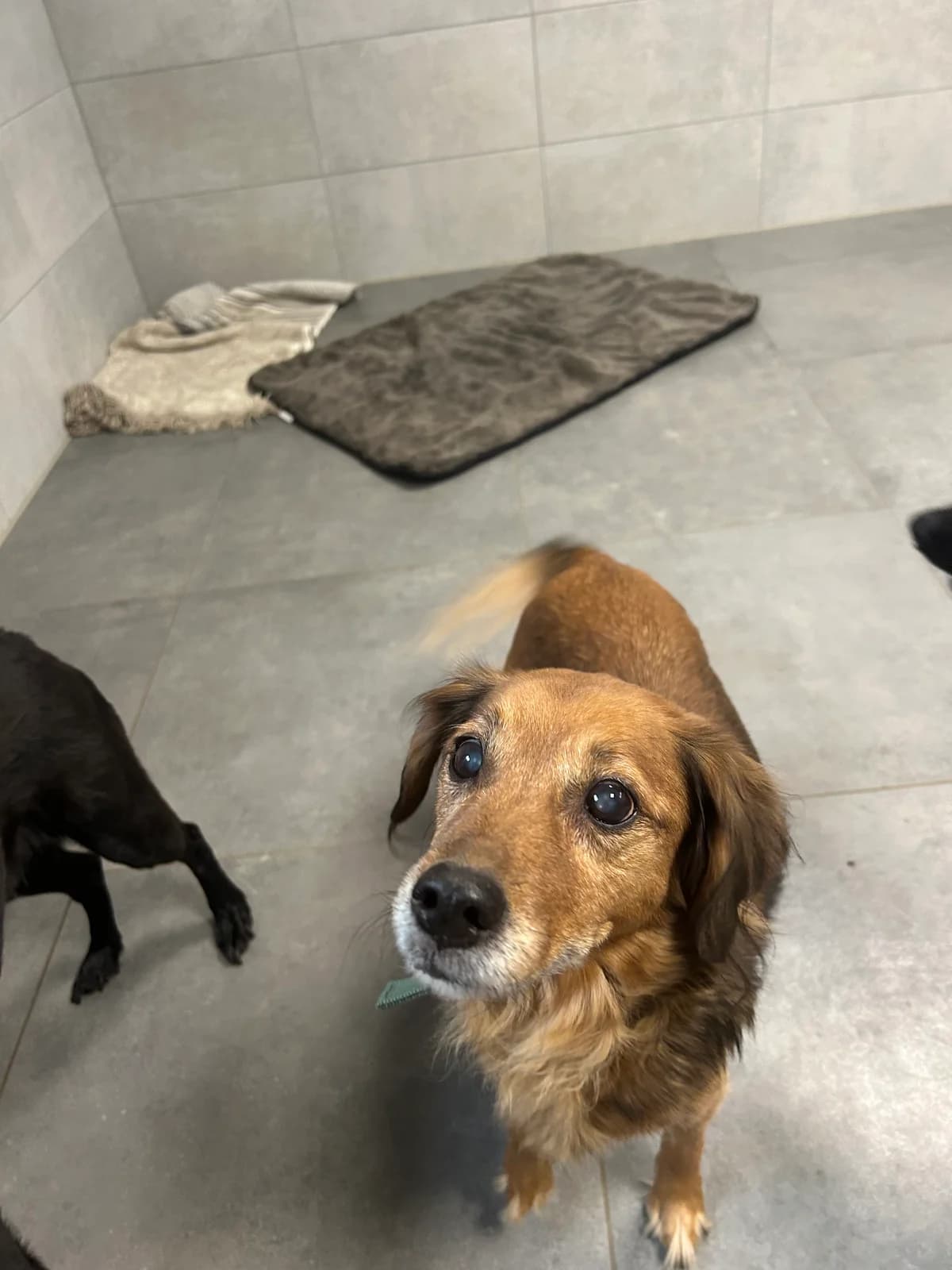 Elli, female senior Labrador Retriever for adoption at Tierheim Weiden
