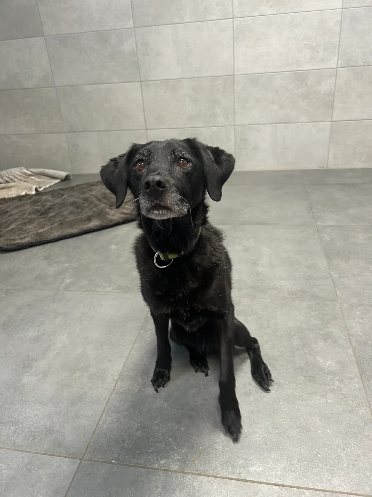 Milli, female senior Labrador Retriever for adoption at Tierheim Weiden