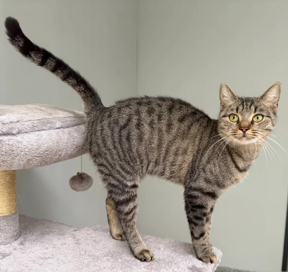 Mandy, female European Shorthair for adoption at Tierheim Weiden