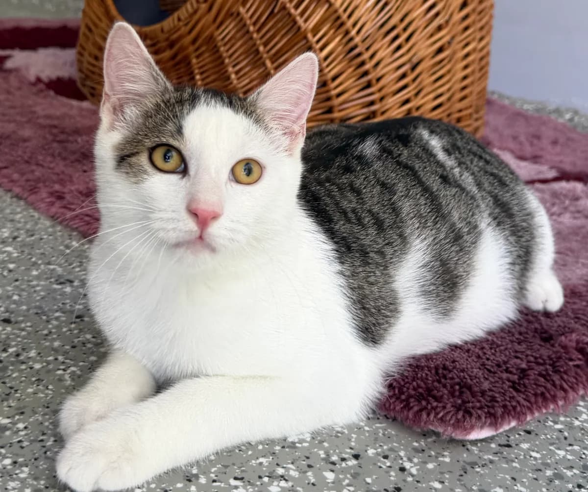 Eddy, male puppy European Shorthair for adoption at Tierheim Weiden
