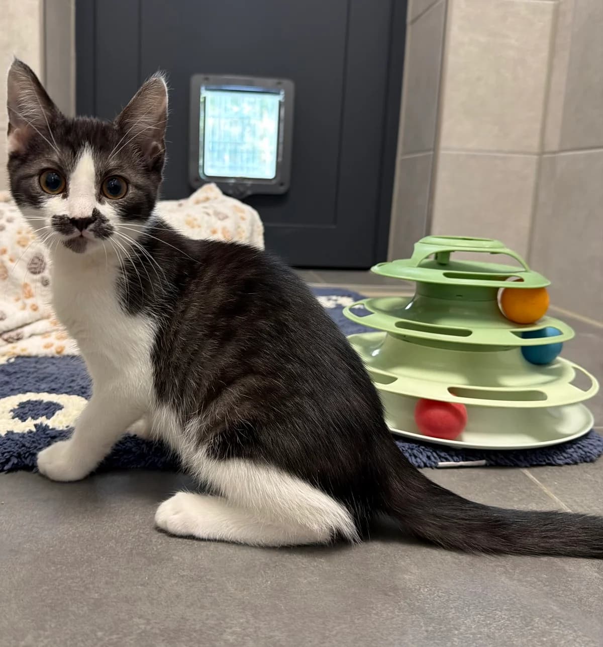 Turbo, male puppy European Shorthair for adoption at Tierheim Weiden