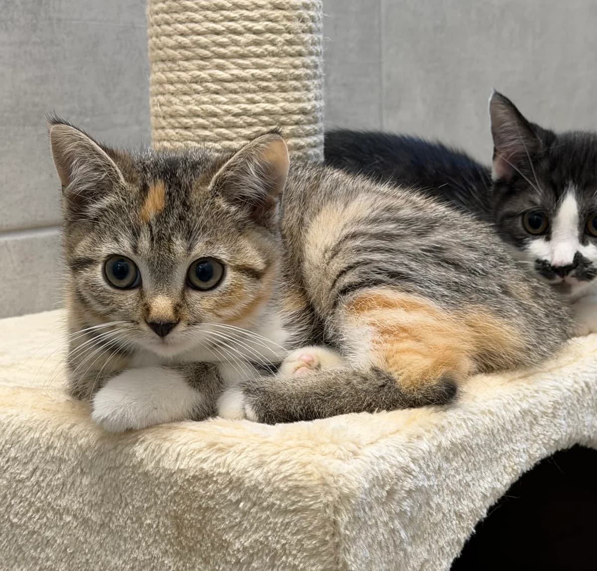 Tessa, female puppy European Shorthair for adoption at Tierheim Weiden