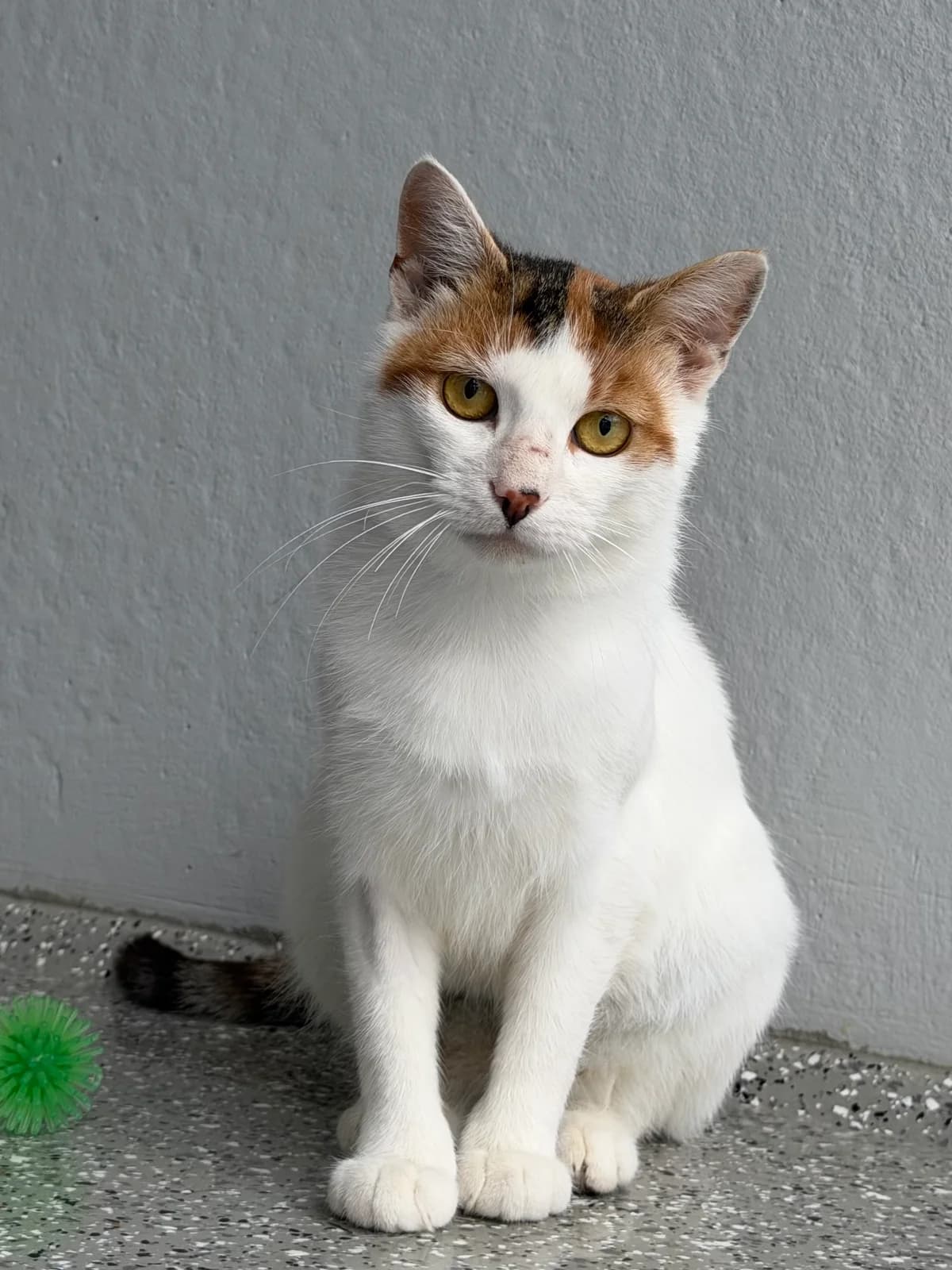 Kiki, female young European Shorthair for adoption at Tierheim Weiden