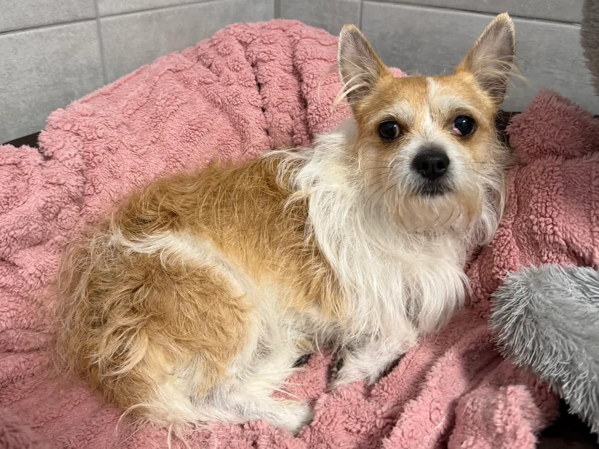 Snoopy, male 4yo mixed breed for adoption at Tierheim Weiden